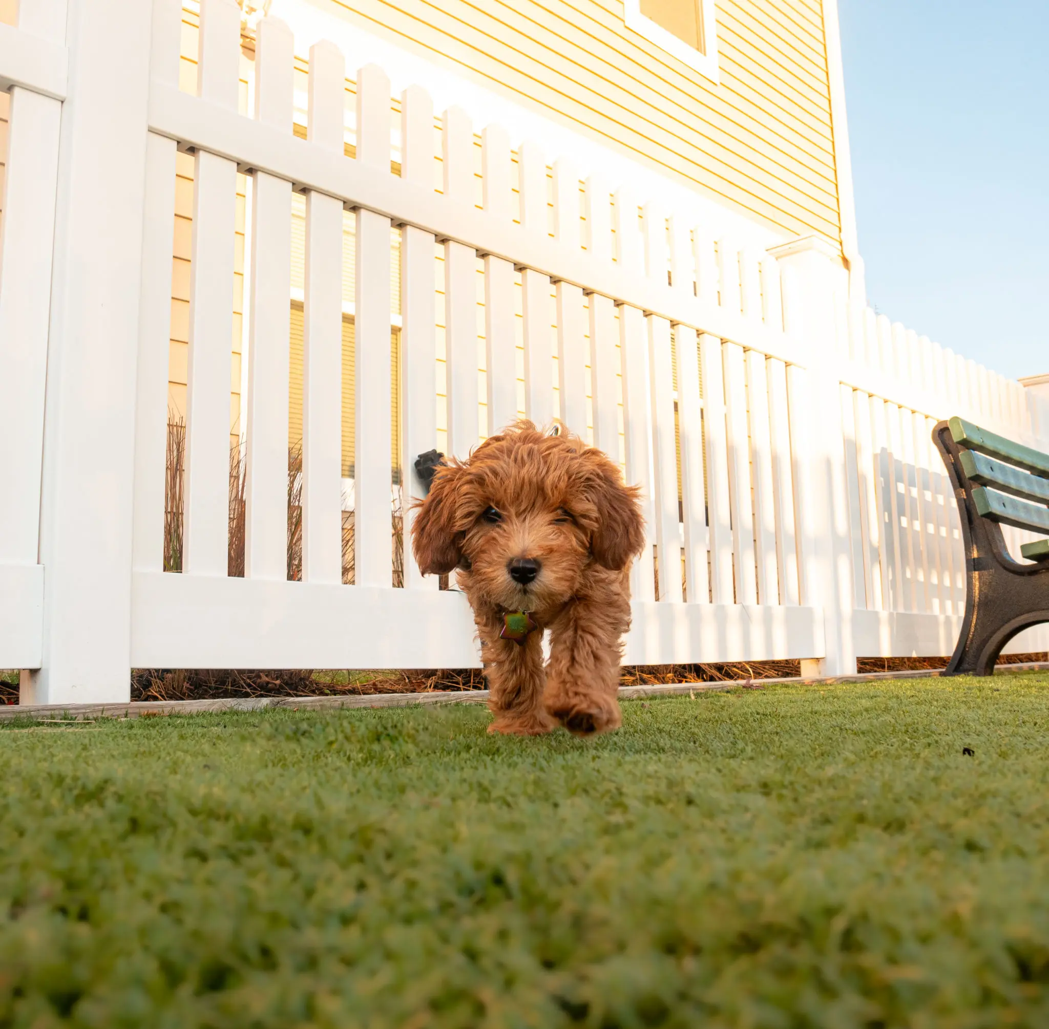 Mini golden doodle puppy walking around a dog park in New Jersey