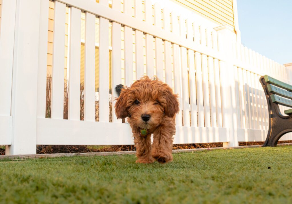 Mini golden doodle puppy walking around a dog park in New Jersey